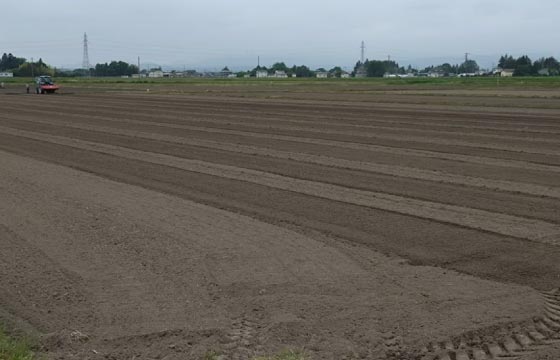 6月上旬　種まき