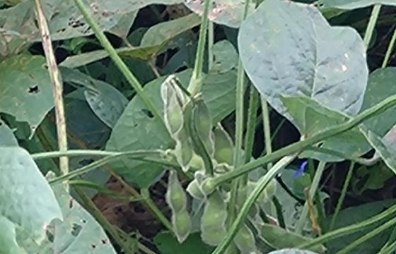 9月下旬　さやと花