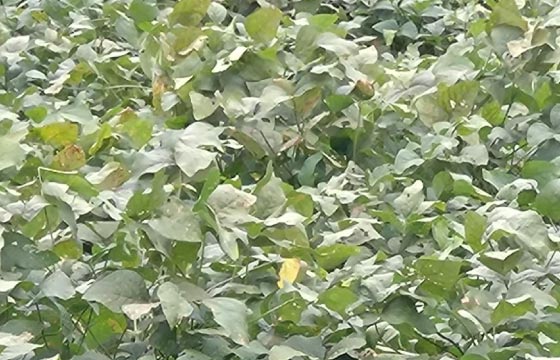 10月上旬　葉の色付